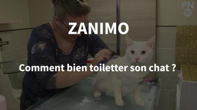 Video Comment Bien Toiletter Son Chat