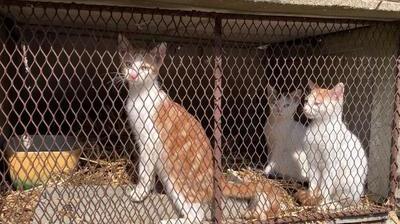 Abandon D Animaux Des Chatons Affames Jetes Dans Un Jardin De Seine Maritime