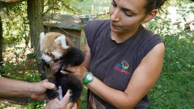 Le Bebe Panda Roux De Biotropica A Val De Reuil S Appellera Zhu