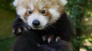 Le Bebe Panda Roux Ne A Biotropica Est Un Garcon Votez Pour Lui Donner Un Nom