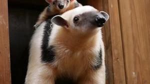 Un Bebe Fourmilier Nain Est Ne A La Serre Tropicale Biotropica A Val De Reuil Un Bebe Fourmilier Nain Est Ne A La Serre Tropicale Biotropica A Val De Reuil
